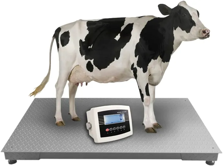 waga-inwentarzowa-do-bydla-krow-byka-swin-1x2m-5t-szerokosc-produktu-200-cm