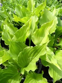 funkia-white-feather-bylina-do-cienistego-zakatka