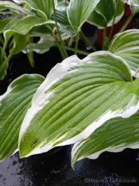 funkia-z-bialymi-obrzezami