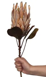 protea-sztuczna-krolewska-srebrnik-karczoch-sztuczny-galazka-70-cm