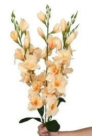 mieczyki-gladiole-pomaranczowe-68-cm-bukiet-5-gal-mieczyk-sztuczny-losos
