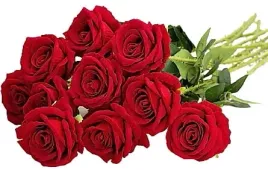 10x-roza-czerwona-welurowa-bukiet-czerwonych-roz-niebarwiaca