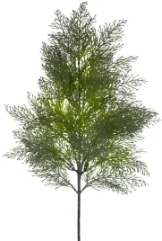 galazka-tuja-srebrzysta-gesta-xxl-67-cm-galazki-thuja-galazka-iglak