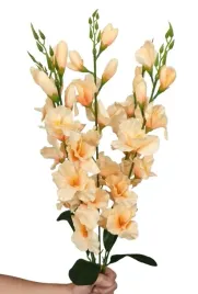 mieczyki-gladiole-pomaranczowe-68-cm-bukiet-5-gal-mieczyk-sztuczny-losos
