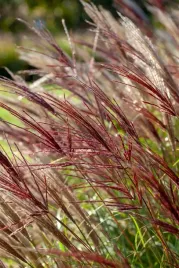 duzy-miskant-red-chief-czerwone-liscie-jesienia