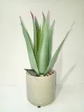 roslina-w-doniczce-ceramicznej-30cm