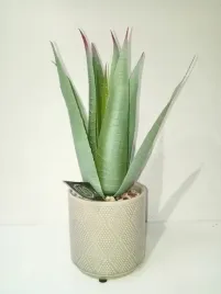 roslina-w-doniczce-ceramicznej-30cm