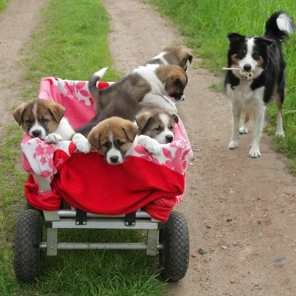 kolko-do-taczki-2-szt-kod-producenta-10026069-957