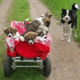 kolko-do-taczki-2-szt-kod-producenta-10026069-957