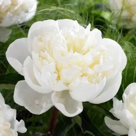 piwonia-chinska-duchesse-de-nemours-1-szt-c4