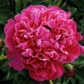 piwonia-chinska-kansas-1-szt-doniczka-c4