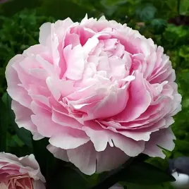 piwonia-chinska-sarah-bernhardt-1-szt-c4