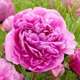 piwonia-chinska-alexsander-fleming-1-szt-c4