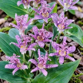 trojsklepka-owlosiona-tricyrtis-hirta-1-szt-c2