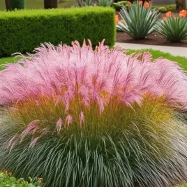 trawa-pampasowa-pink-feather-1-szt-doniczka-c5