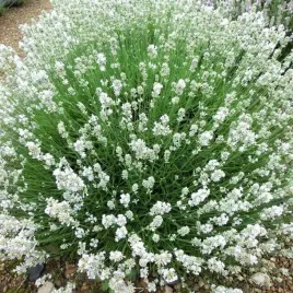 lavendula-lawenda-arctic-snow-1-szt-doniczka-c2