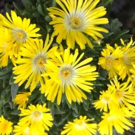 delosperma-congestum-slonecznica-1-szt-donic-p14