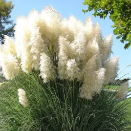 trawa-pampasowa-white-feather-1-szt-doniczka-c5