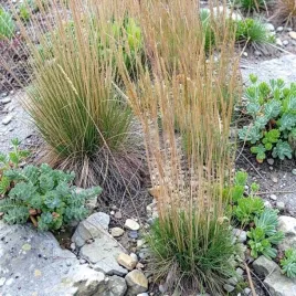 strzeplica-sina-koeleria-glauca-1-szt-doniczka-c2