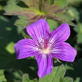 bodziszek-elworthy-eyecatcher-sadzonka-niska-bylina-okrywowa-fioletowa