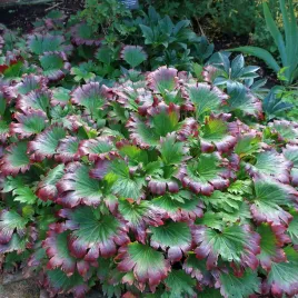 mukdenia-karasuba-crimson-fans-nietypowa-bylina-do-cienia-rarytas