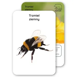 karty-spacerowe-robaczki-nanuki