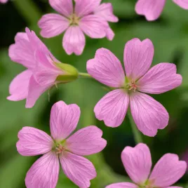 bodziszek-sadzonka-rose-clair-wieloletnia-dlugokwitnaca-niziutka-bylina
