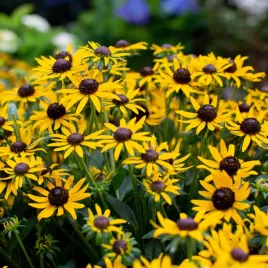 rudbekia-sadzonki-little-goldstar-bylina-niska-mnostwo-kwiatow