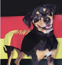 ubranko-dla-psa-rozmiar-m