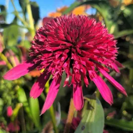 jezowka-pelna-blueberry-cheesecake-sadzonka-echinacea-piekne-bordowe-kwiat