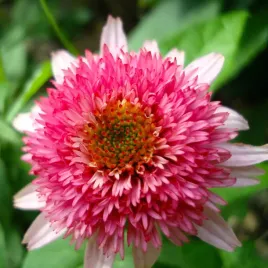 jezowka-pelna-butterfly-kisses-sadzonki-echinacea-niska-odmiana-rozowa