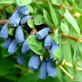 jagoda-kamczacka-zojka-wczesna-witaminowa-i-bardzo-slodka-sadzonka-p9