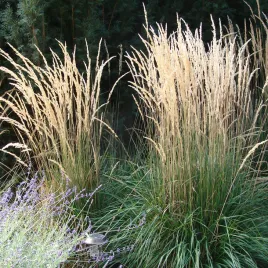 trzcinnik-karl-foerster-niewymagajaca-trawa-do-ogrodu-sadzonka-p9