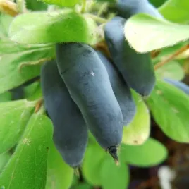 jagoda-kamczacka-jolanta-zdrowe-owoce-witaminowa-bomba-plenna-sadzonka-p9