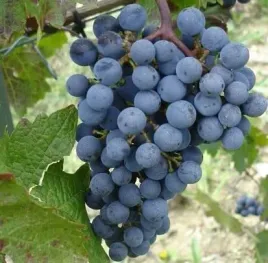 winorosl-souvignier-gris-odporna-na-mroz-mega-slodka-sadzonka-p9