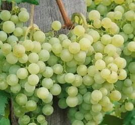 winorosl-solaris-bardzo-slodka-i-wczesna-deserowa-na-wino-sadzonka-p9