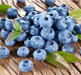 borowka-bluecrop-najlepsza-odmiana-obfite-owocowanie-sadzonka-p9