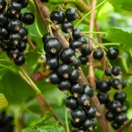 porzeczka-titania-slodkie-jagody-bogate-w-witaminy-wytrzymala-sadzonka-p9