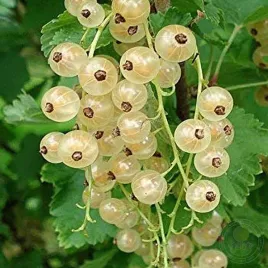 porzeczka-biala-blanca-najlepsza-odmiana-na-przetwory-sadzonka-p9