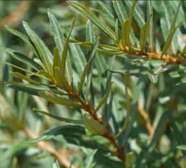 rokitnik-pollmix-zapylacz-odmiana-meska-srebrny-lisc-sadzonka-p9