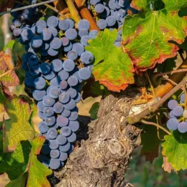 winorosl-leon-millot-winogrono-deserowe-i-winne-mrozoodporna-sadzonka-p9