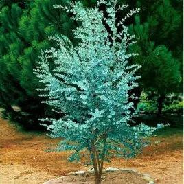 eukaliptus-gunni-blekitna-elegancja-i-ochrona-przed-komarami-sadzonka-p9