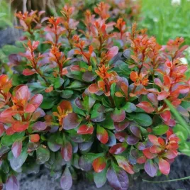 berberys-bagatelle-karlowa-purpurowa-kula-na-skalniaki-sadzonka-p9