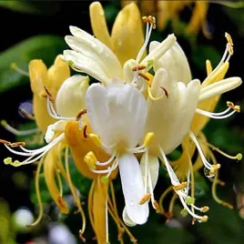 wiciokrzew-halls-prolific-obfite-kwitnienie-silny-zapach-sadzonka-p9