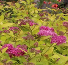 tawula-golden-princess-zlote-liscie-i-rozowe-kwiaty-sadzonka-p9