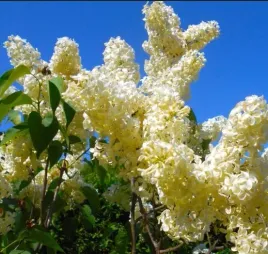 lilak-primrose-zolty-bez-pachnacy-rzadka-odmiana-sadzonka-p9