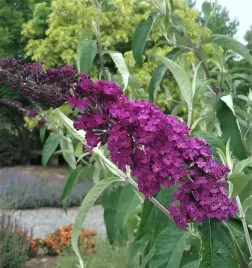 budleja-royal-red-szybko-rosnacy-krzew-ozdobny-miododajny-sadzonka-p9