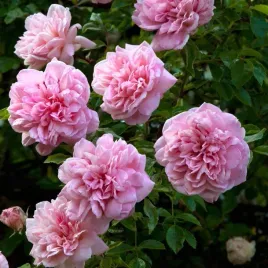 roza-paul-noel-pnaca-pachnace-kwiaty-sadzonka-p9