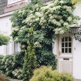 hortensja-pnaca-morze-bialych-kwiatow-do-cienia-samoczepna-sadzonka-p9