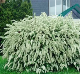 tawula-grefsheim-wiosenne-kaskady-pieknych-bialych-kwiatow-sadzonka-p9